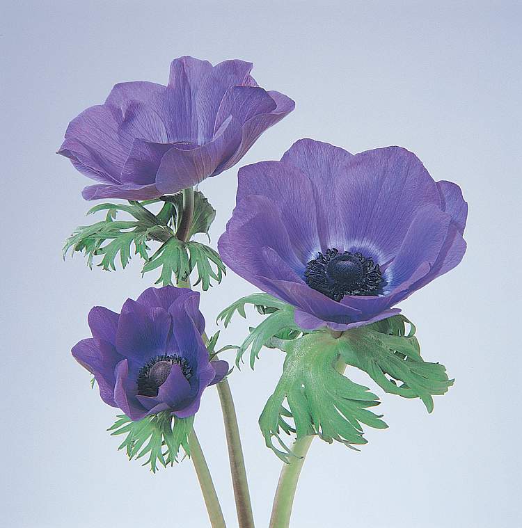 ANEMONE k rezu, MONA LISA® DEEP BLUE, 1000 semien